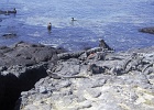 G PE cormorants, crabs, iguanas   Group